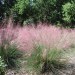 Sweetgrass